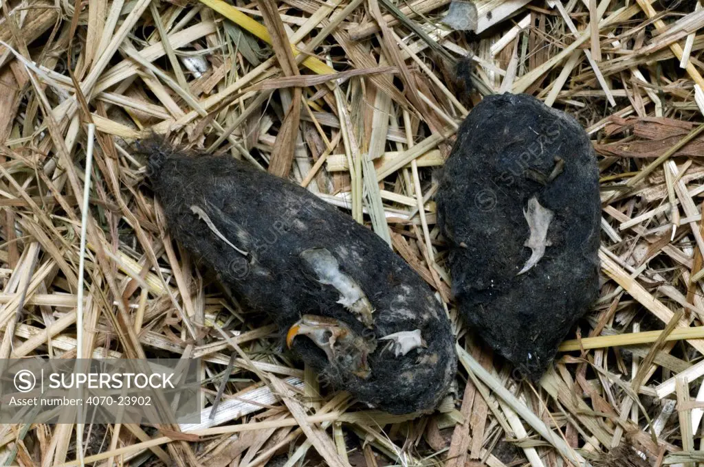 Barn owl (Tyto alba) regurgitated pellets on hay  showing skulls and bones of mice. Belgium