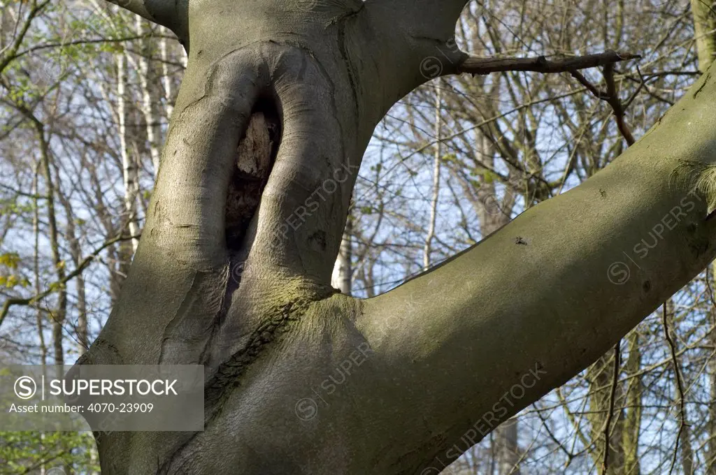 European beech (Fagus sylvatica) tree, scarring on trunk where branch has been removed. Belgium