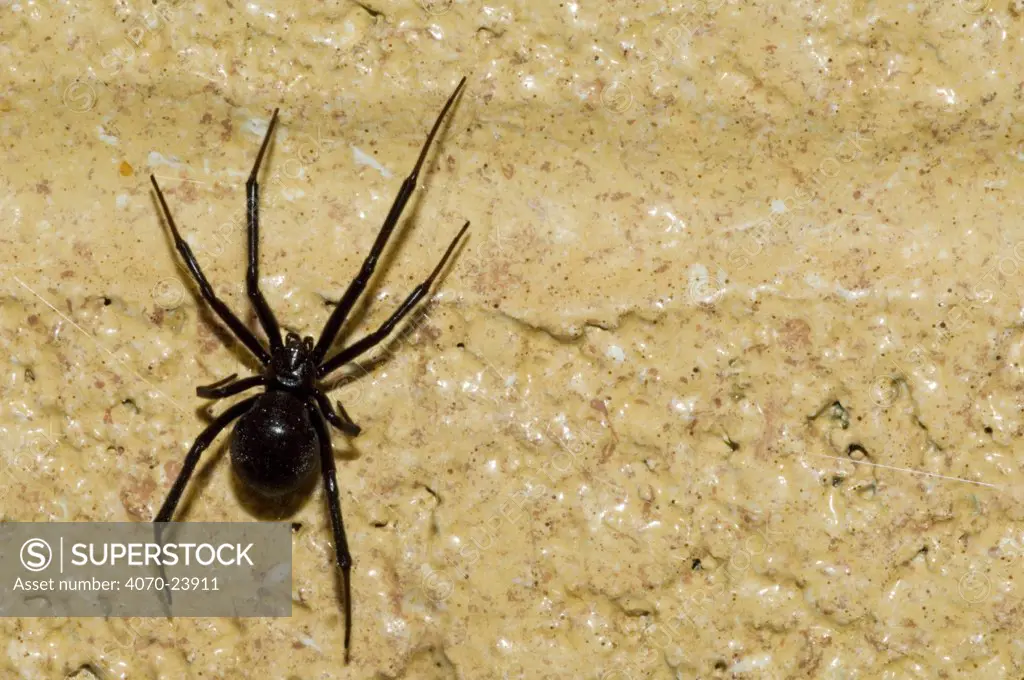 Western Black widow (Latrodectus hesperus) spider on wall of building. Arizona, USA