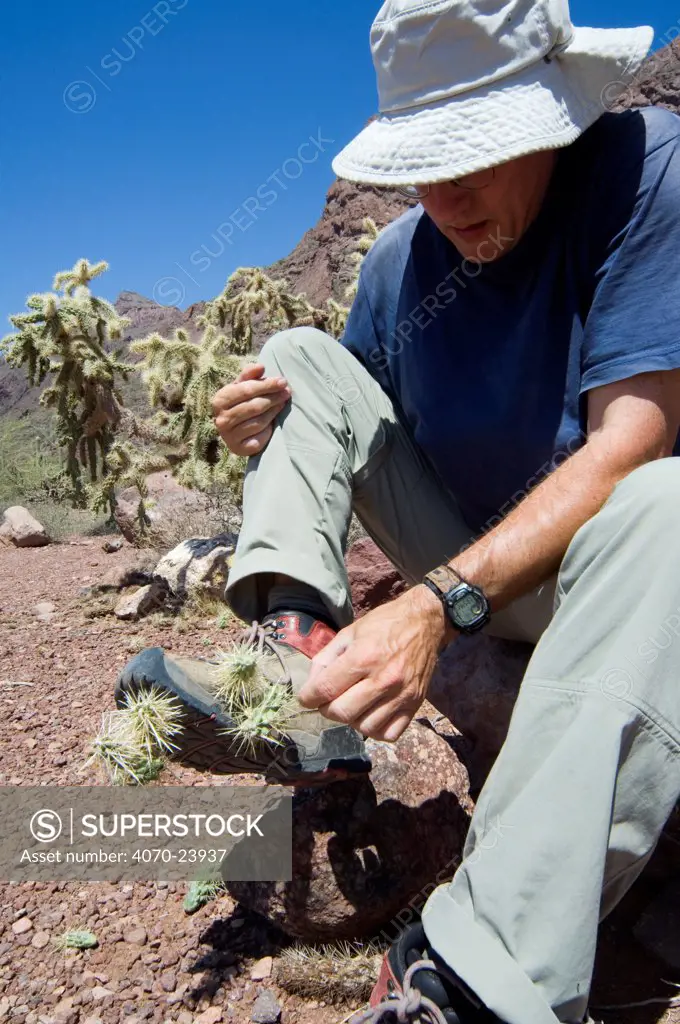 Chain fruit / Jumping cholla (Opuntia / Cylindropuntia fulgida) fruit being removed from shoe of hiker. Organ Pipe Cactus National Monument, Arizona, USA
