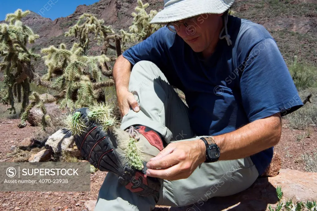 Chain fruit / Jumping cholla (Opuntia / Cylindropuntia fulgida) fruit being removed from shoe of hiker. Organ Pipe Cactus National Monument, Arizona, USA