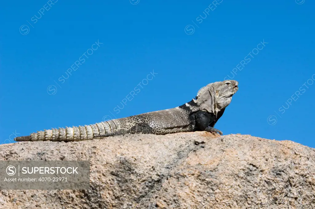 Sonoran Spiny-tailed Iguana (Ctenosaura hemilopha macrolopha) basking on rock. Arizona, USA. (Native to Mexico). Captive.