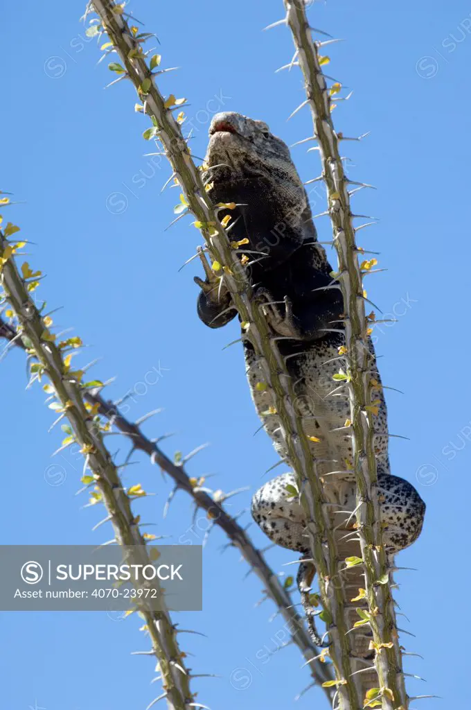 Sonoran Spiny-tailed Iguana (Ctenosaura hemilopha macrolopha) basking on Ocotillo (Fouquieria splendens) cactus. Arizona, USA. (Native to Mexico). Captive.