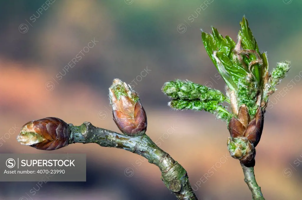 English oak tree (Quercus robur) buds and new leaves. Belgium.