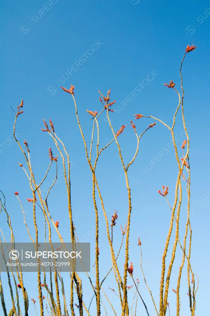 Ocotillo (Fouquieria splendens) in flower. Organ Pipe Cactus National Monument, Arizona, USA