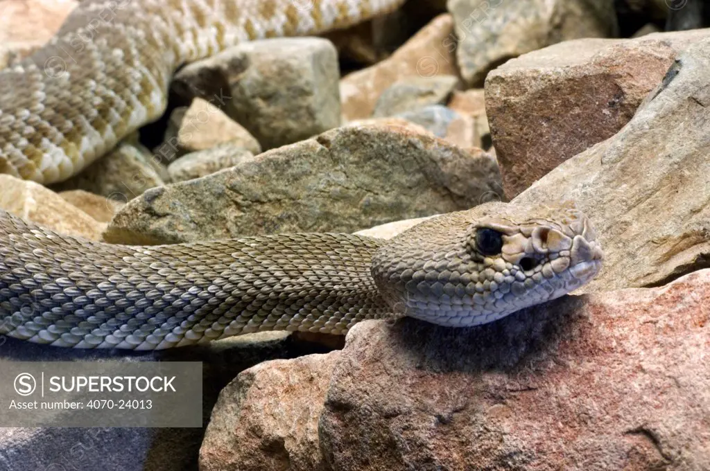 Red diamond rattlesnake (Crotalus ruber). Arizona, USA. Captive.