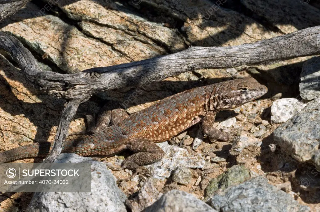 Common Side-blotched lizard (Uta stansburiana). Sonoran Desert, Arizona, USA