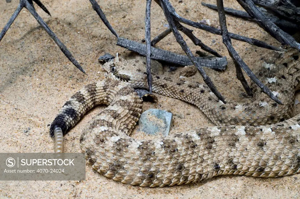 Sidewinder rattlesnake (Crotalus cerastes) in sand showing rattle. Arizona, USA. Captive.