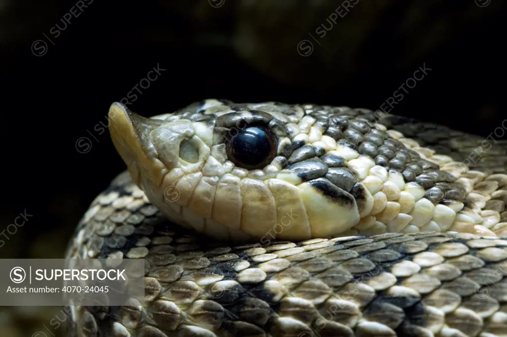 Western hognose snake (Heterodon nasicus) portrait. Arizona, USA. Captive.