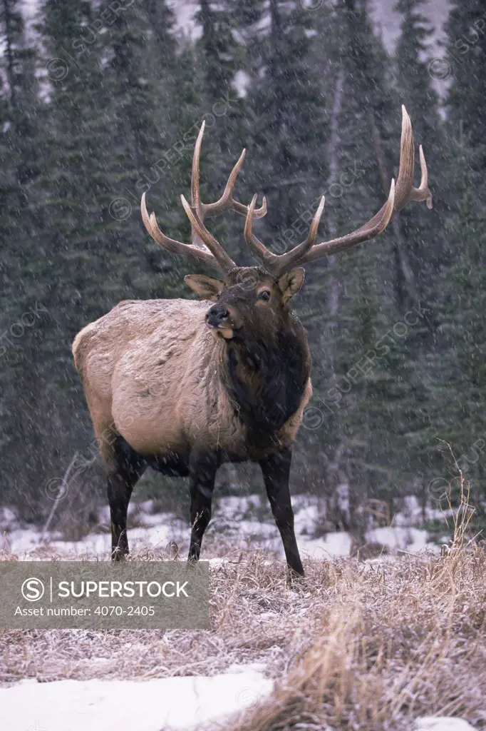 Elk deer Cervus elaphus} stag in snow, Jasper NP, Canada