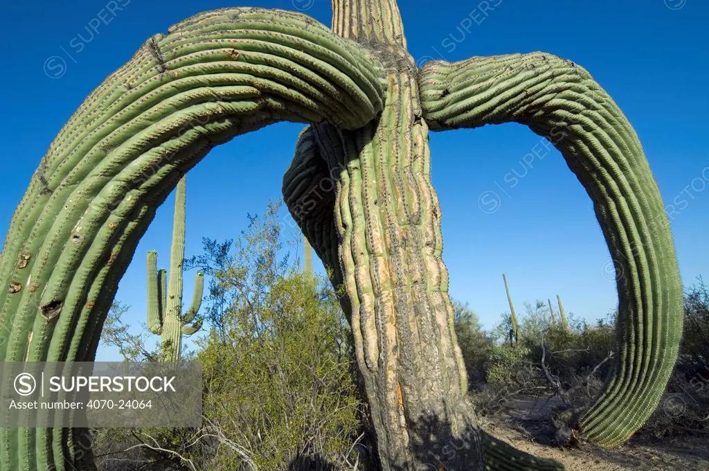 Saguaro cactus Carnegiea gigantea}, Saguaro National Park, Arizona, USA