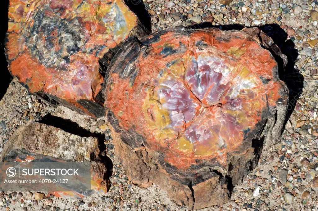 Cross-section of petrified wood showing colourful crystal patterns, Painted Desert and Petrified Forest NP, Arizona, USA
