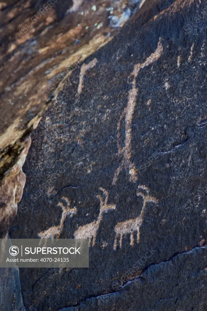 Ancient petroglyphs near Puerco Pueblo made by ancestral Puebloan people showing anthropomorphs (human-like figures) and zoomorphs (animal-like figures), Petrified Forest National Park, Arizona, USA