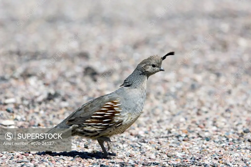 Female Gambel's quail Callipepla gambelii}, Organ Pipe Cactus National Monument, Arizona, USA