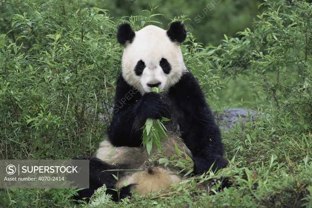 Giant panda Ailuropoda melanoleuca} feeding on bamboo, Wolong NR, Qionglai mts, Sichuan, China