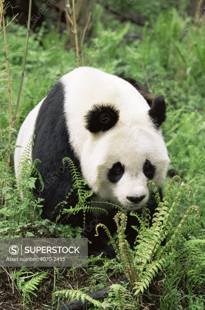 Giant panda Ailuropoda melanoleuca} Wolong NR, Qionglai mts, Sichuan, China