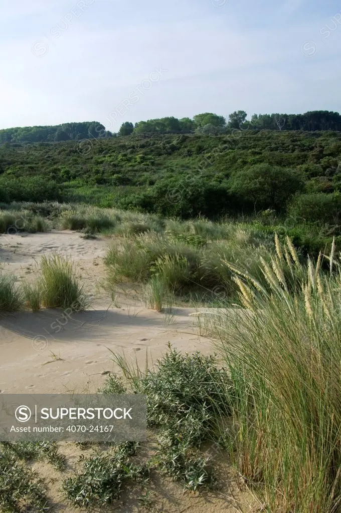 Marram Ammophila arenaria} and dense thickets formed by Buckthorn, Creeping willow and elder at dune crossing, De Panne, Belgium May 2007