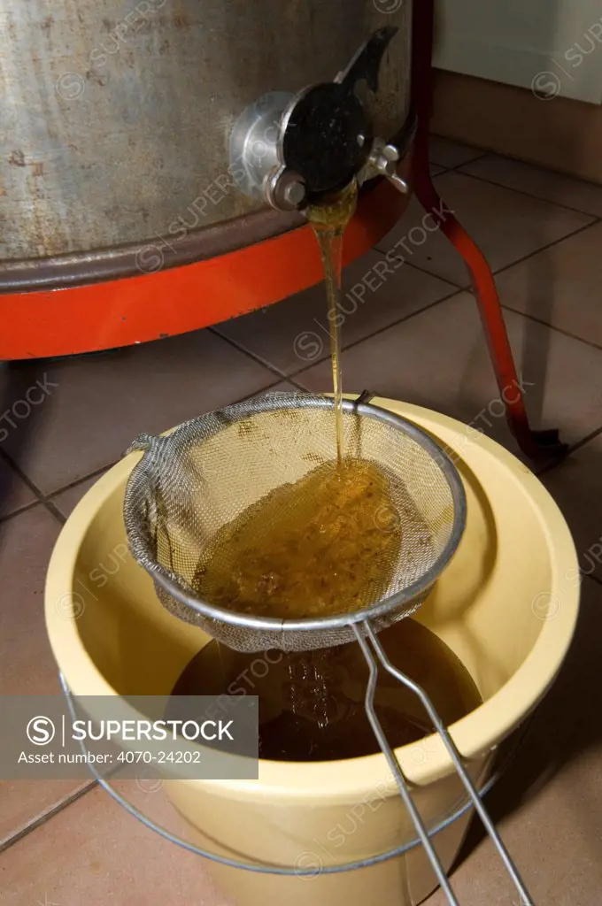 Honey pouring into a bucket a valve at the bottom of a honey extractor, Belgium
