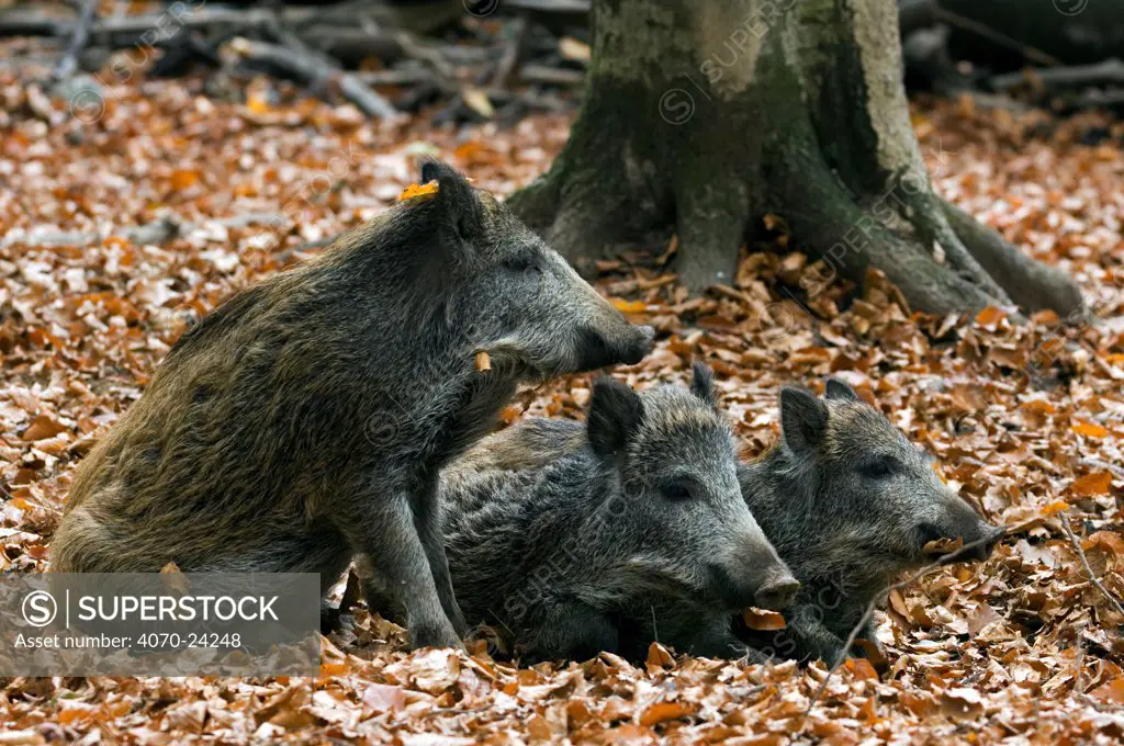 Juvenile captive Wild boars (Sus scrofa) resting in leaf lietter in beech forest at Wildpark, Bavarian Forest, Germany