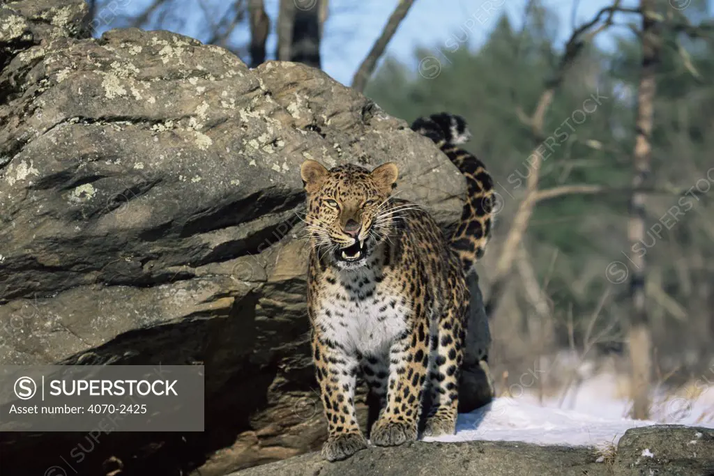 Amur leopard snarling Panthera pardus orientalis} captive