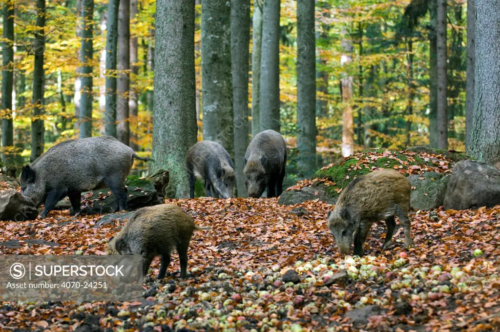 Captive Wild boars (Sus scrofa) eating apples at a feeding station at Wildpark in the Bavarian Forest, Germany