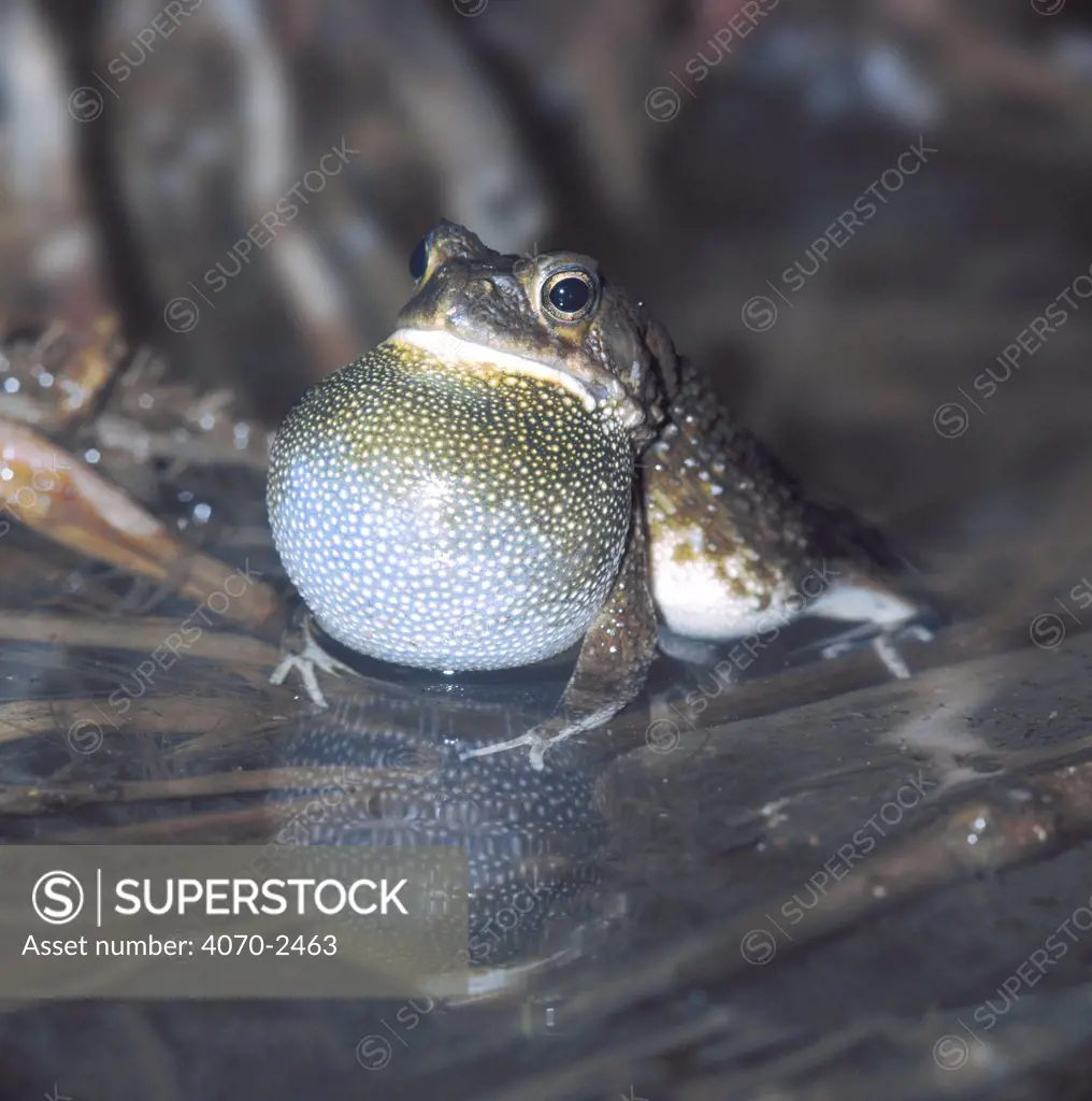 Common African Toad (Bufo regularis) male calling at night, vocal sacs inflated. Keny