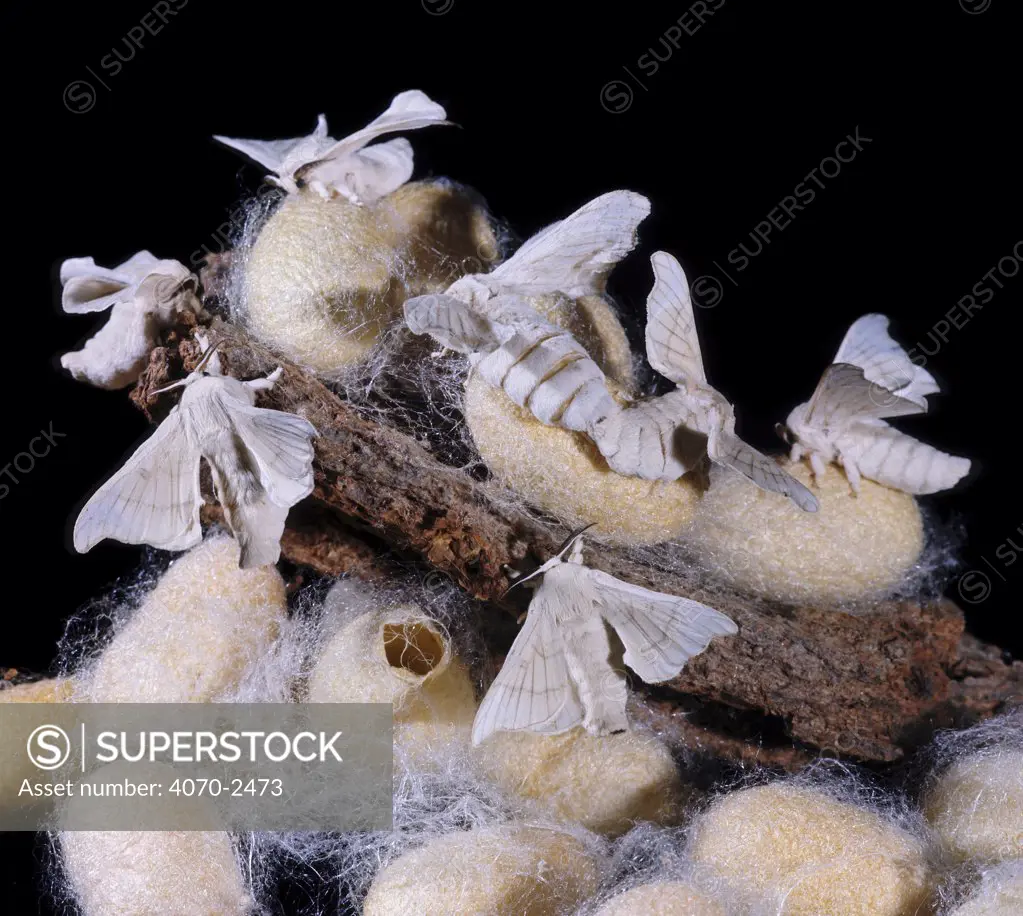 Mulberry Silk Moths (Bombyx mori) emerging from their cocoon 