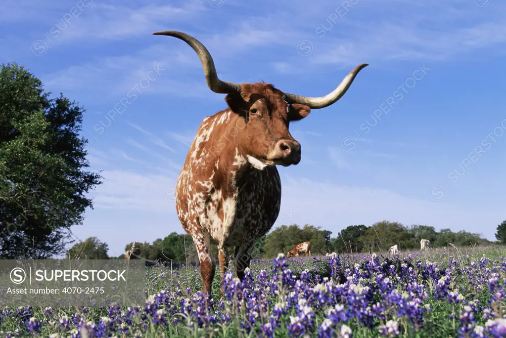 Texas longhorn cow Bos taurus} in lupin meadow, Texas, USA.