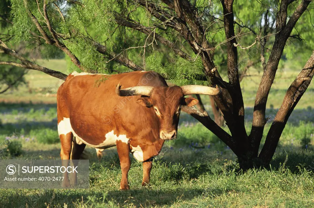 Texas longhorn bull Bos taurus} Texas, USA.