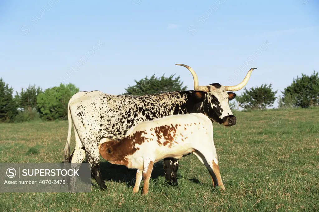 Texas longhorn cow suckling calf Bos taurus} Texas, USA.