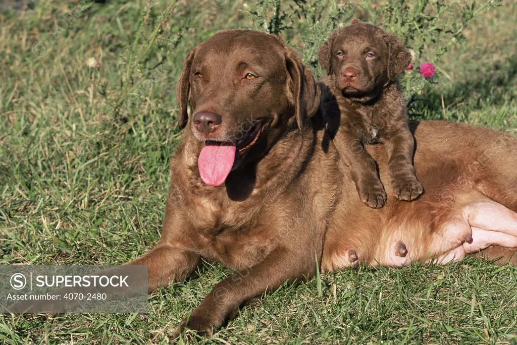 Chesapeake Bay retriever dog, lactating female + puppy Canis familiaris} USA.