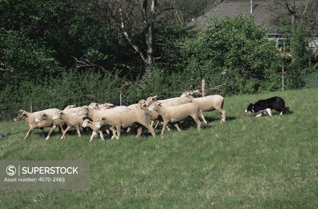Border collie sheepdog Canis familiaris} herding sheep, USA.