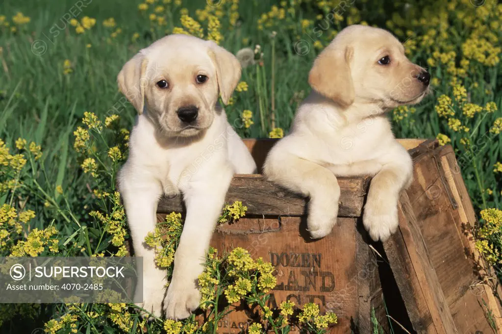 Two Labrador retriever puppies Canis familiaris} USA.