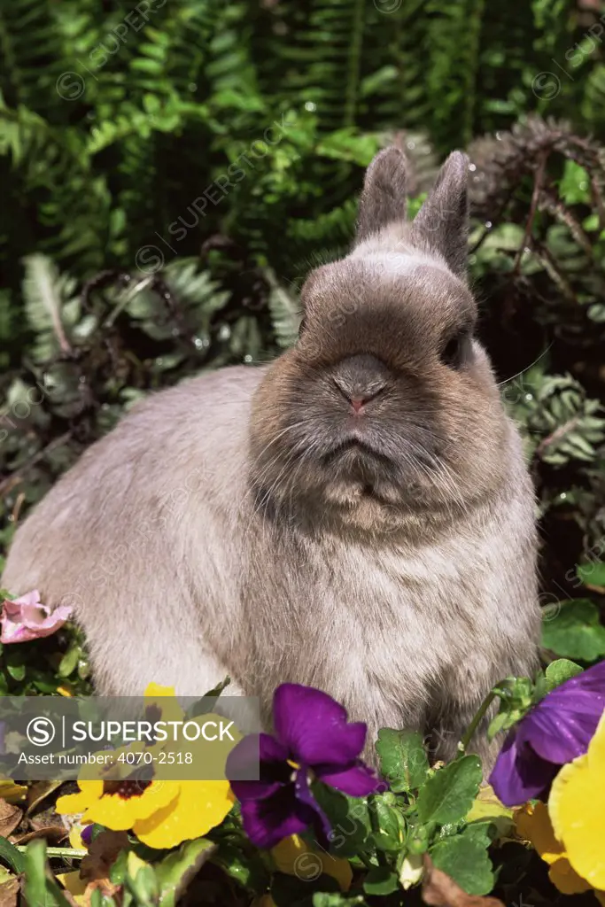 Netherland dwarf domestic rabbit Oryctolagus sp} USA.