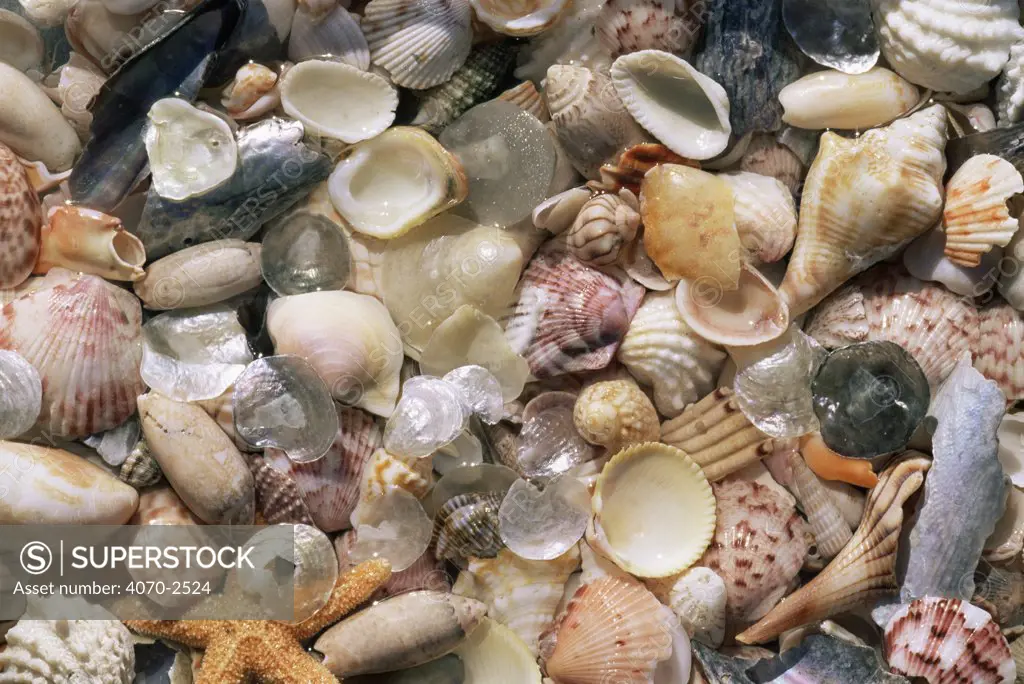 Sea shells on the sea shore, Florida, USA.