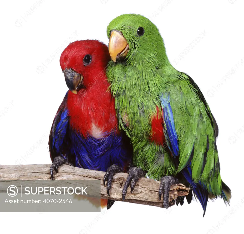 Young Eclectus Parrots, female left, male right, 12-wks-old, sequence 4/4