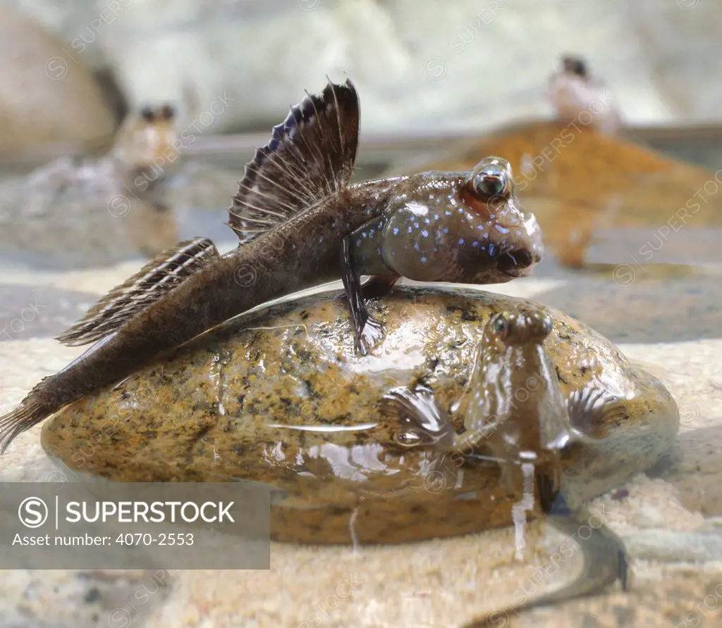 Mudskipper display (Periophthalmus barbarus) raised dorsal fin. Captive.