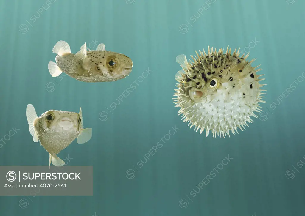 Balloon fish Diodon holocanthus} one inflated in self-defence. Composite, Captive