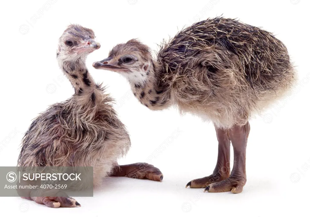 Two baby Ostriches Struthio camelus). Captive.
