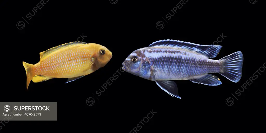 Lake Malawi cichlids Psuedotropheus johanni), Male + female (male is blue). Captive.