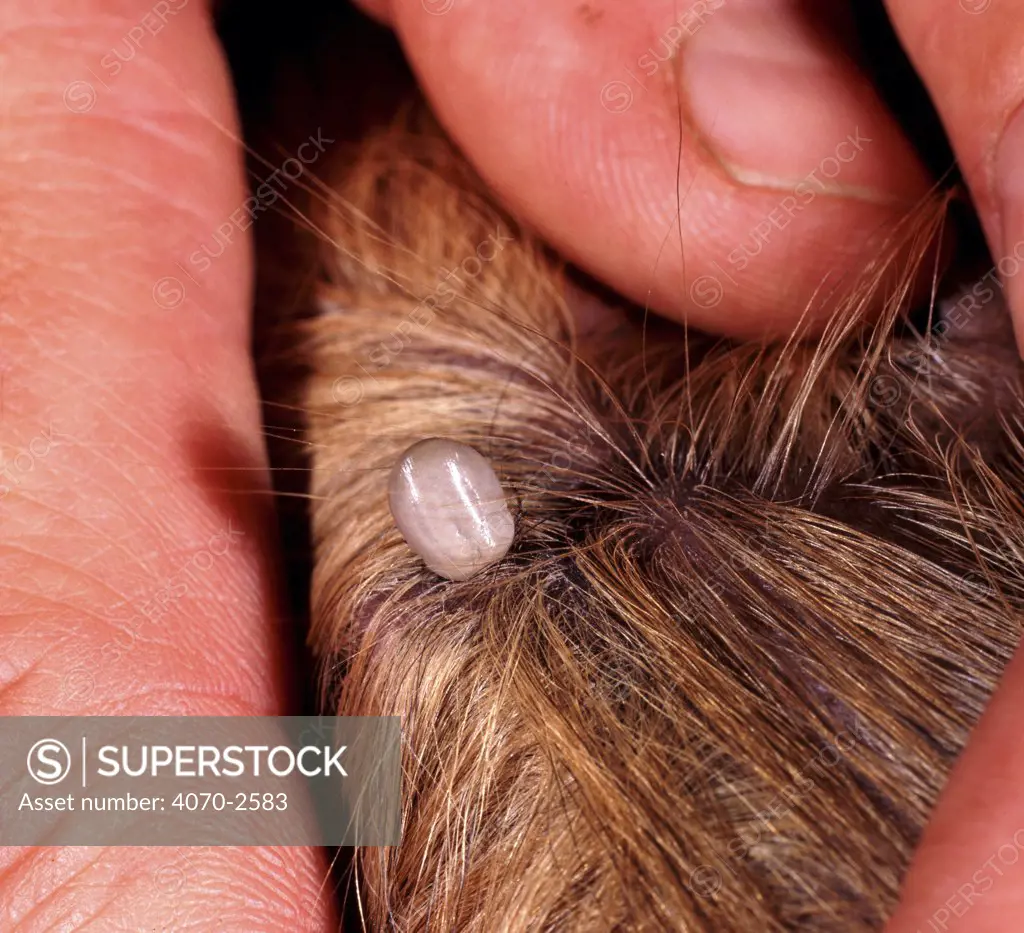 Sheep tick Ixodes ricinus} attached to a domestic dog, UK.