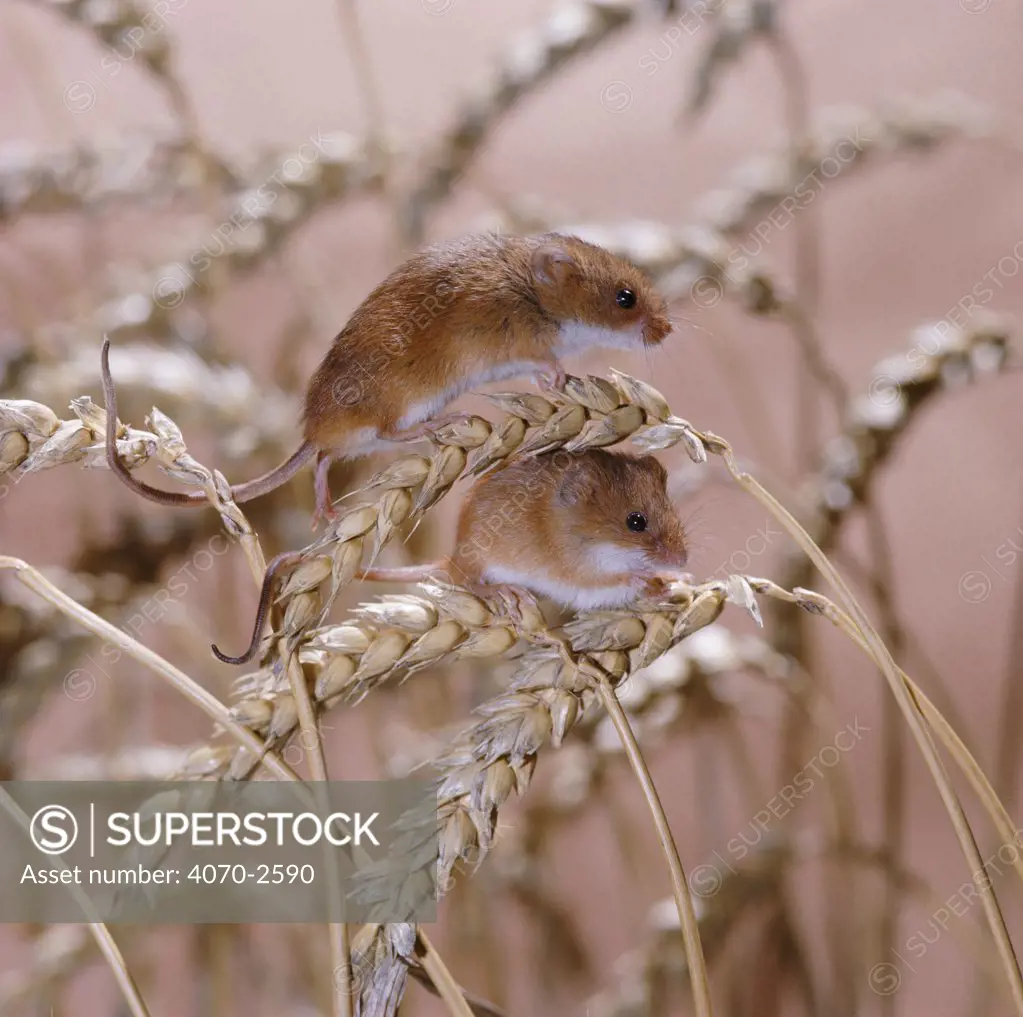 Harvest mice Micromys minutus} on wheat. Captive, UK. 