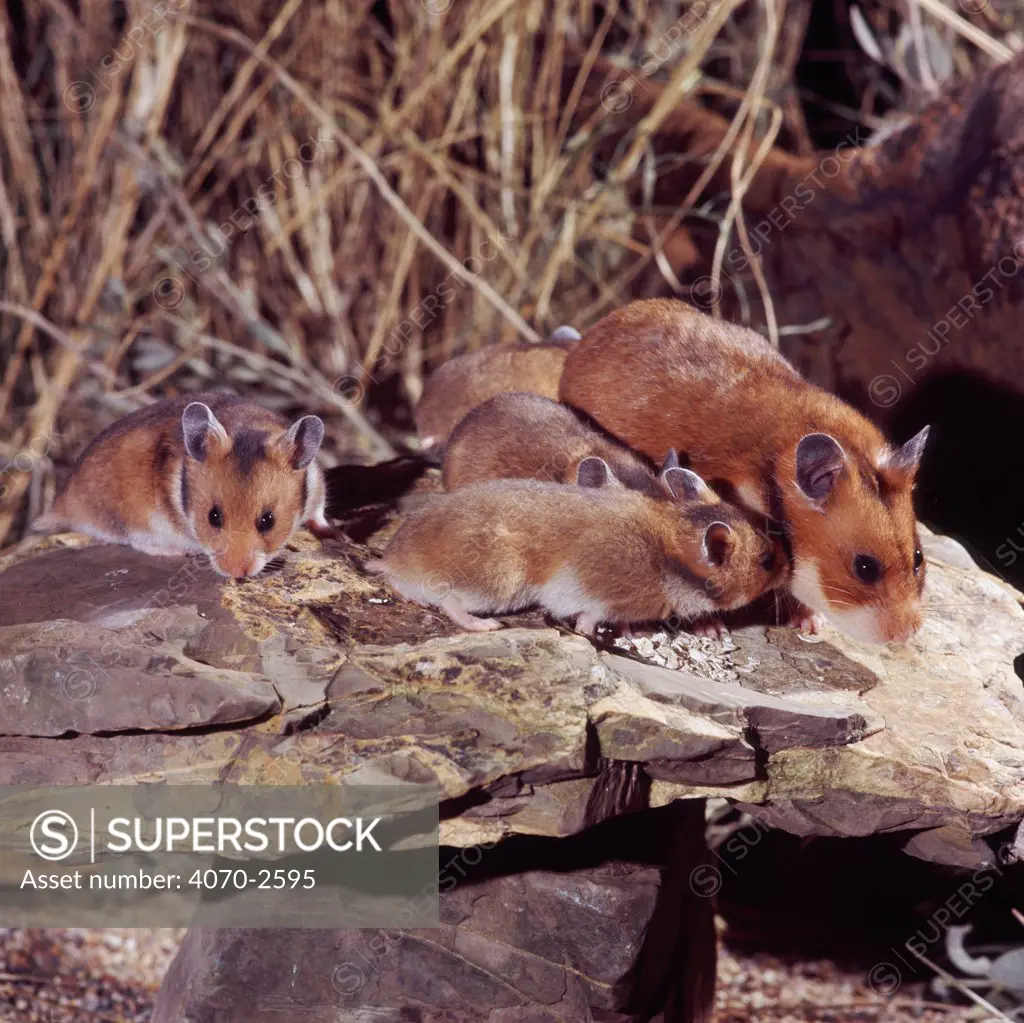 Golden hamster Mesocricetus auratus} female with infants. Captive.