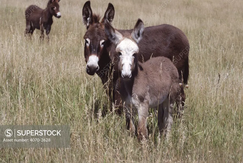 Domestic donkey Equus asinus} jennet and foal, standing in field, Vermont, USA