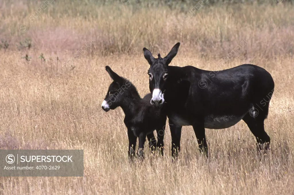 Domestic donkey Equus asinus} jennet and foal standing in field, Vermont, USA