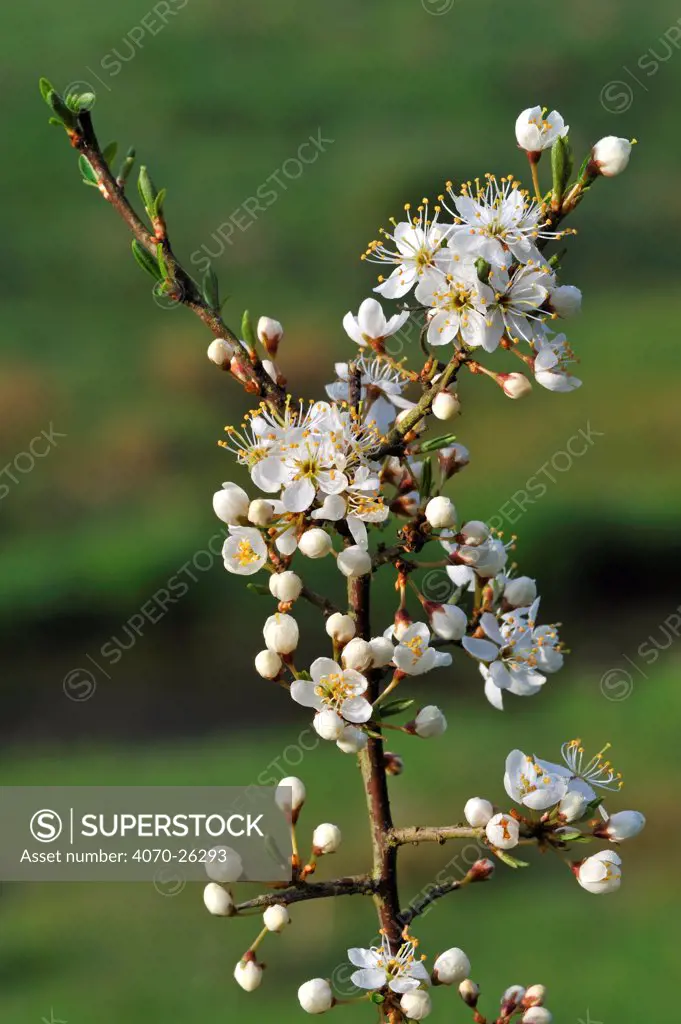 Blackthorn branch in flower (Prunus spinosa) in spring, Luxembourg