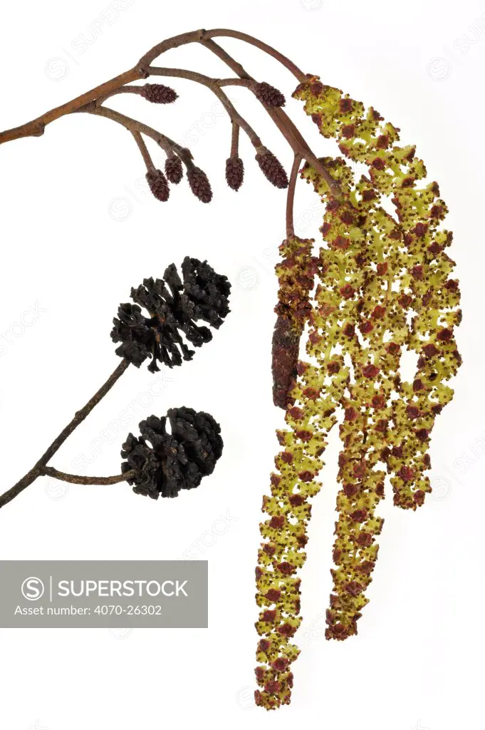 Black  European / Common Alder (Alnus glutinosa) male catkins (left) and female inflorescences, Belgium