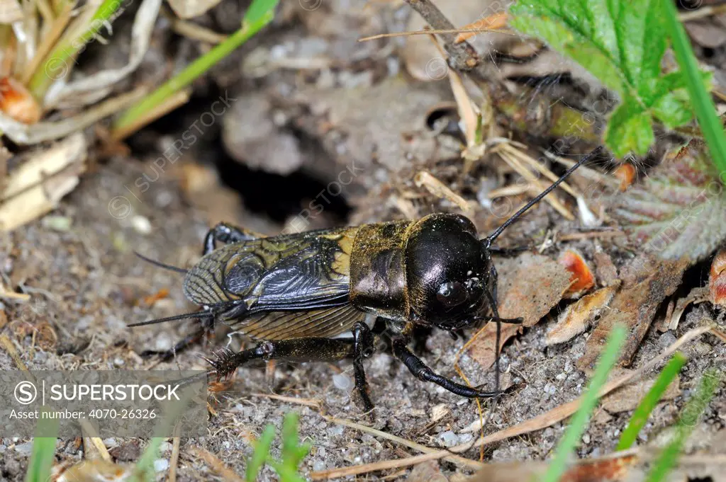 Field cricket (Gryllus campestris) leaving burrow, La Brenne, France