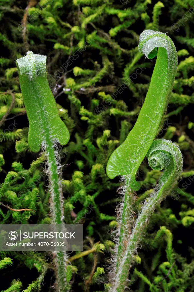 Hart's Tongue fern (Asplenium scolopendrium) fronds unfurling in spring, Luxembourg, Europe.