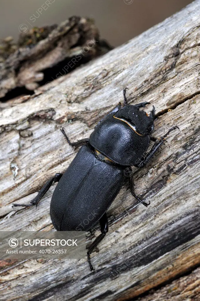 Lesser Stag beetle (Dorcus parallelipipedus) in forest, La Brenne, France